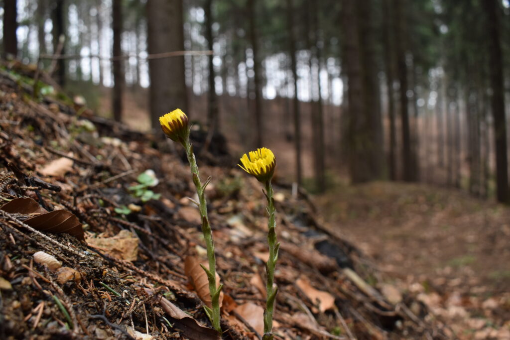 zdjęcie podbiału pospolitego (Tussilago farfara)
