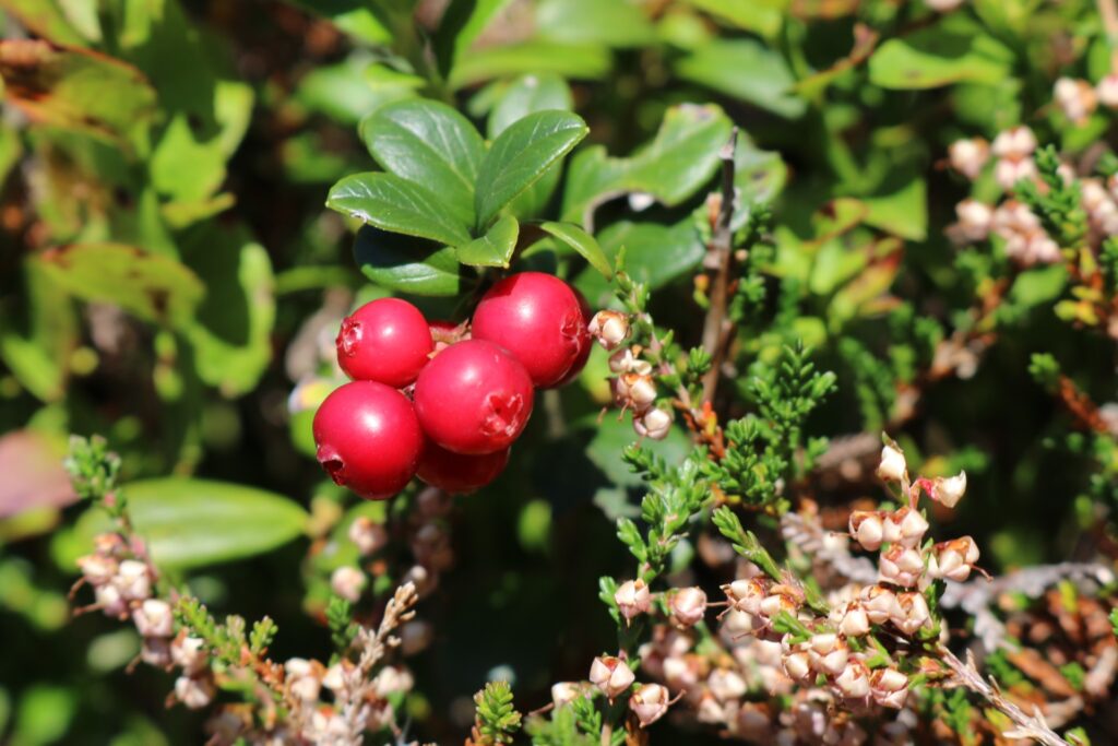 owoce borówki brusznicy (Vaccinium vitis-idaea L.)